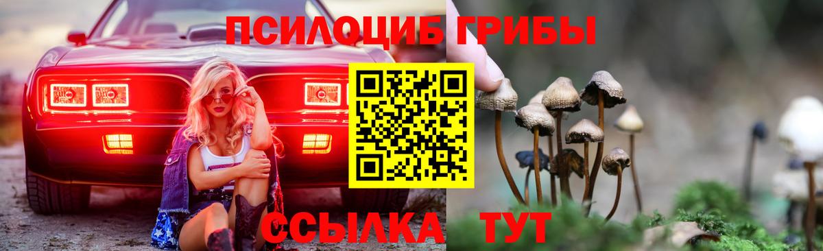 Псилоцибиновые грибы Psilocybe Воткинск